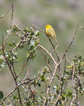 Yellow Warbler 0529